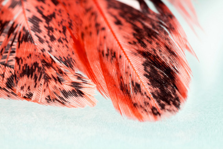 多彩的公鸡羽毛细节与反射