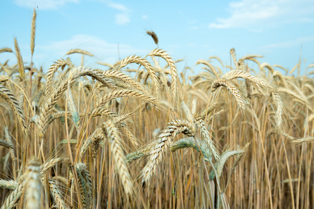 对农民场成熟小麦的穗状。黑色和白色的照片。一系列的图片