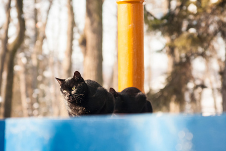 在阳光明媚的日子里, 黑猫在冬天画像