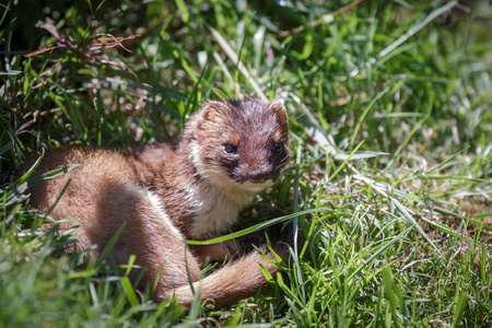 停止mustela erminea