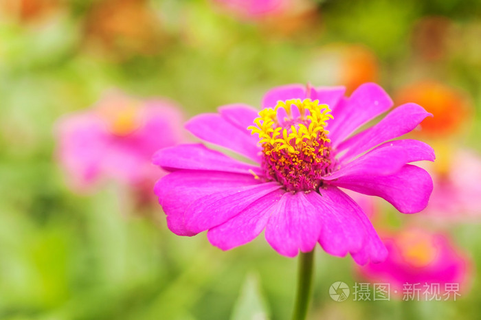 非洲菊，花粉红色的颜色