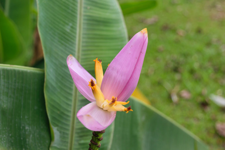 美丽香蕉花