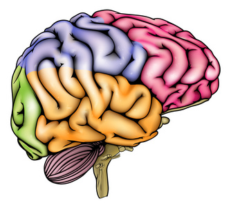 人类的大脑解剖切片