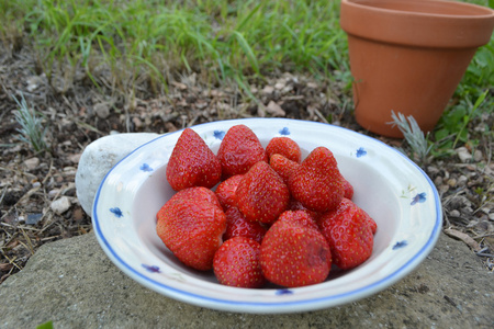 在花园里的草莓