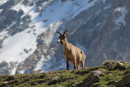 在高加索山的高山山羊图片