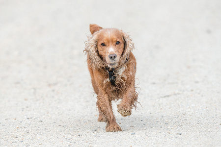 刚出生的小狗英国可卡犬狗挖沙