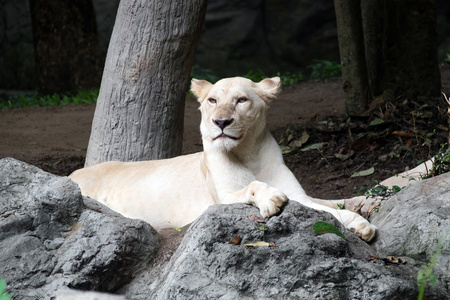 女白狮子躺在岩石上