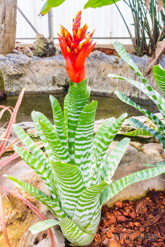 五颜六色盛开凤梨科植物