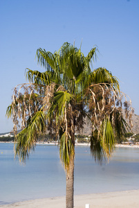 棕榈三用新鲜绿色颜色与背景海