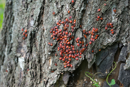 Firebug Pyrrhocoris 翅大头粪金龟 中的一棵老树树干