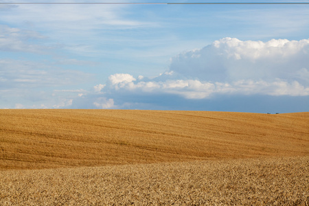 领域的成熟的小麦，对着天空