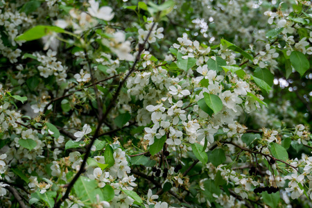 春季白花