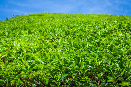 在新德里 喀拉拉邦 印度茶叶种植园