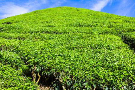 在新德里 喀拉拉邦 印度茶叶种植园