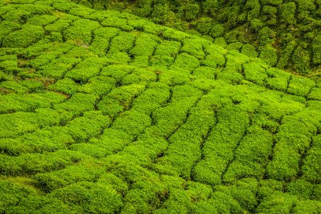 在状态喀拉拉邦，印度的茶叶种植园