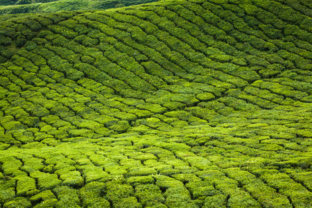 在状态喀拉拉邦，印度的茶叶种植园