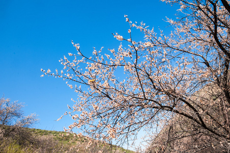 山泉。 哈萨克斯坦。 天山。 有山景的美丽景观。