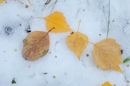 留下秋天的雪。 纹理。 第一次下雪。 雪中的黄桦叶