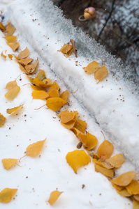 留下秋天的雪。 纹理。 第一次下雪。 雪中的黄桦叶