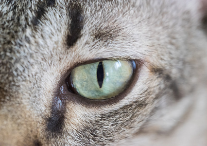 猫眼睛的特写肖像