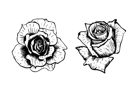 手绘矢量玫瑰花朵