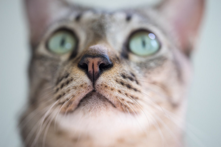 选择性的重点放在猫鼻子和猫眼睛恳求