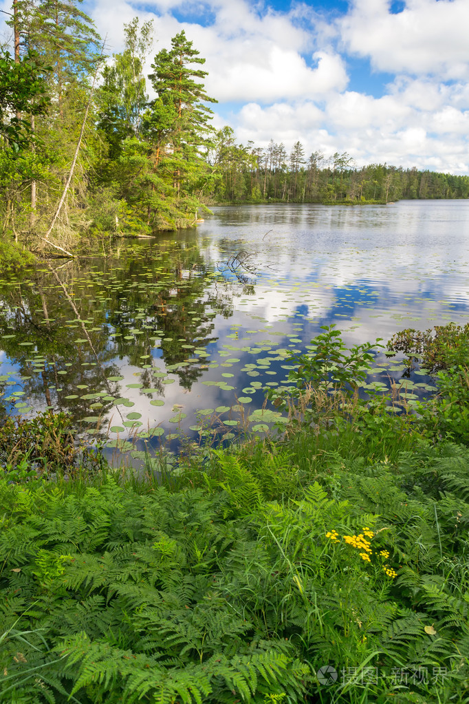 夏季湖景在真实的看法
