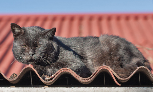 在打斗中损坏的黑街猫的肖像