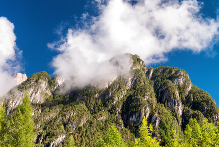 山和树木在夏天