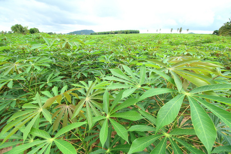 木薯淀粉植物图片