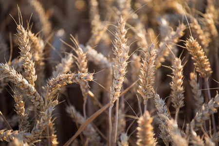 金黄耳朵的小麦的领域美丽的女孩在一个传统的斯拉夫