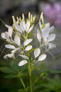 醉蝶花 hassleriana蜘蛛花在花园里