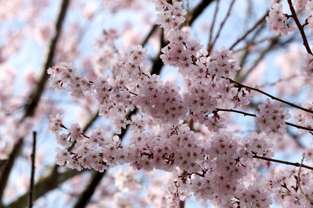 樱花花或樱桃