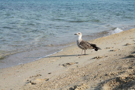 海岸上的海鸥地中海 落叶松