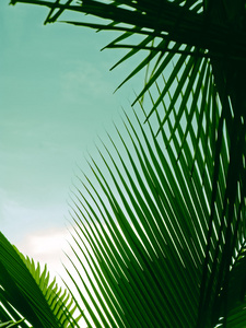 棕榈叶特写镜头, 椰子树