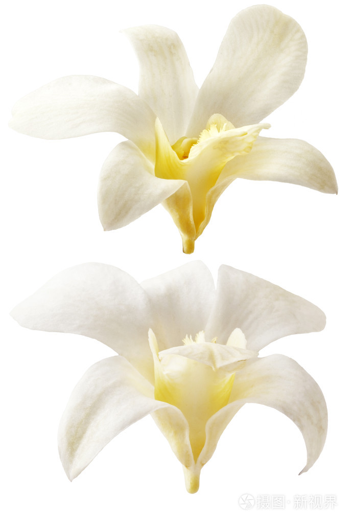 白色背景上的香草鲜花.芳香的新鲜香草花黄色和白色