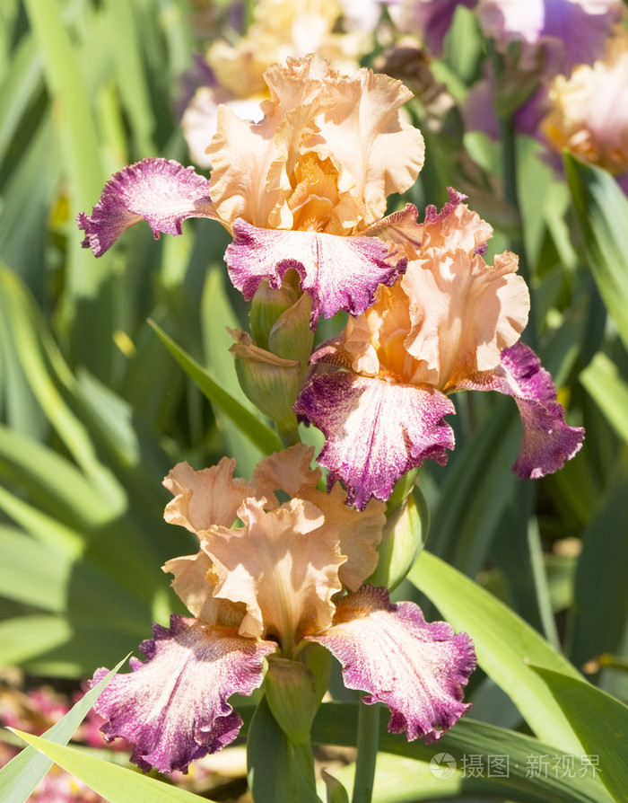 三种鸢尾花的粉红色和紫色的颜色