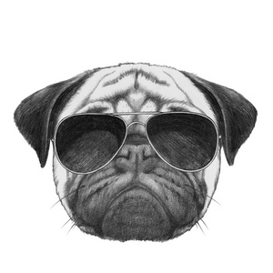 带着太阳眼镜的 pug