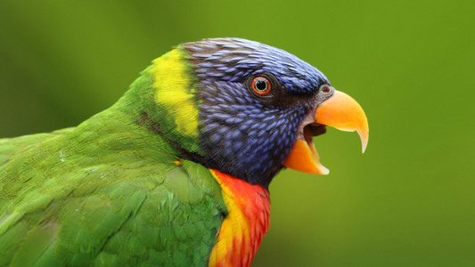 热带彩虹澳洲鹦鹉