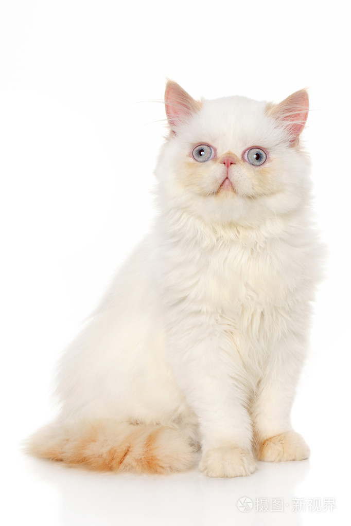 波斯短毛猫