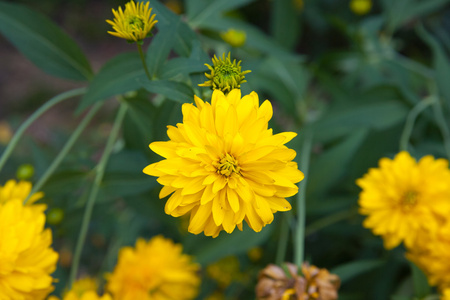 美丽黄色菊花