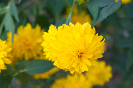 美丽黄色菊花