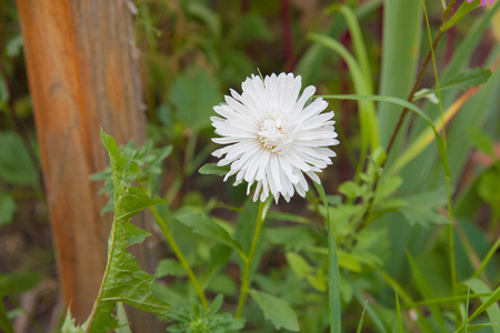 白菊花花