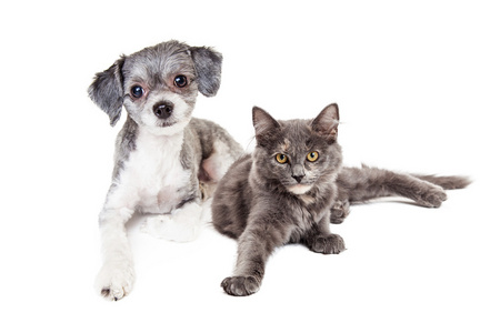 混的种狗和一只灰色的猫