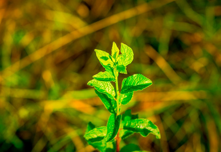 绿色植物李子