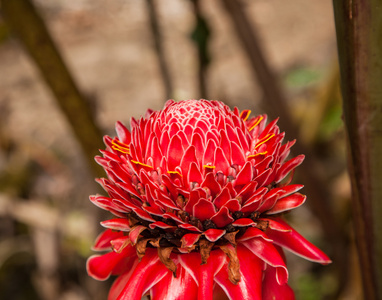 etlingera 丽格花