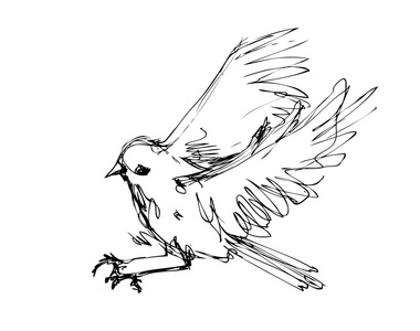 水墨麻雀矢量水墨速写的鸟照片