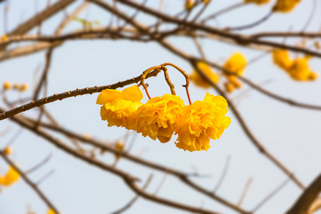 花丝绸棉