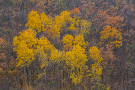 金黄的树叶树枝，秋天的木头上