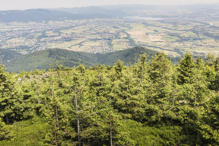 Skrzyczne 的山地景观。山坡上长满了松树 tr